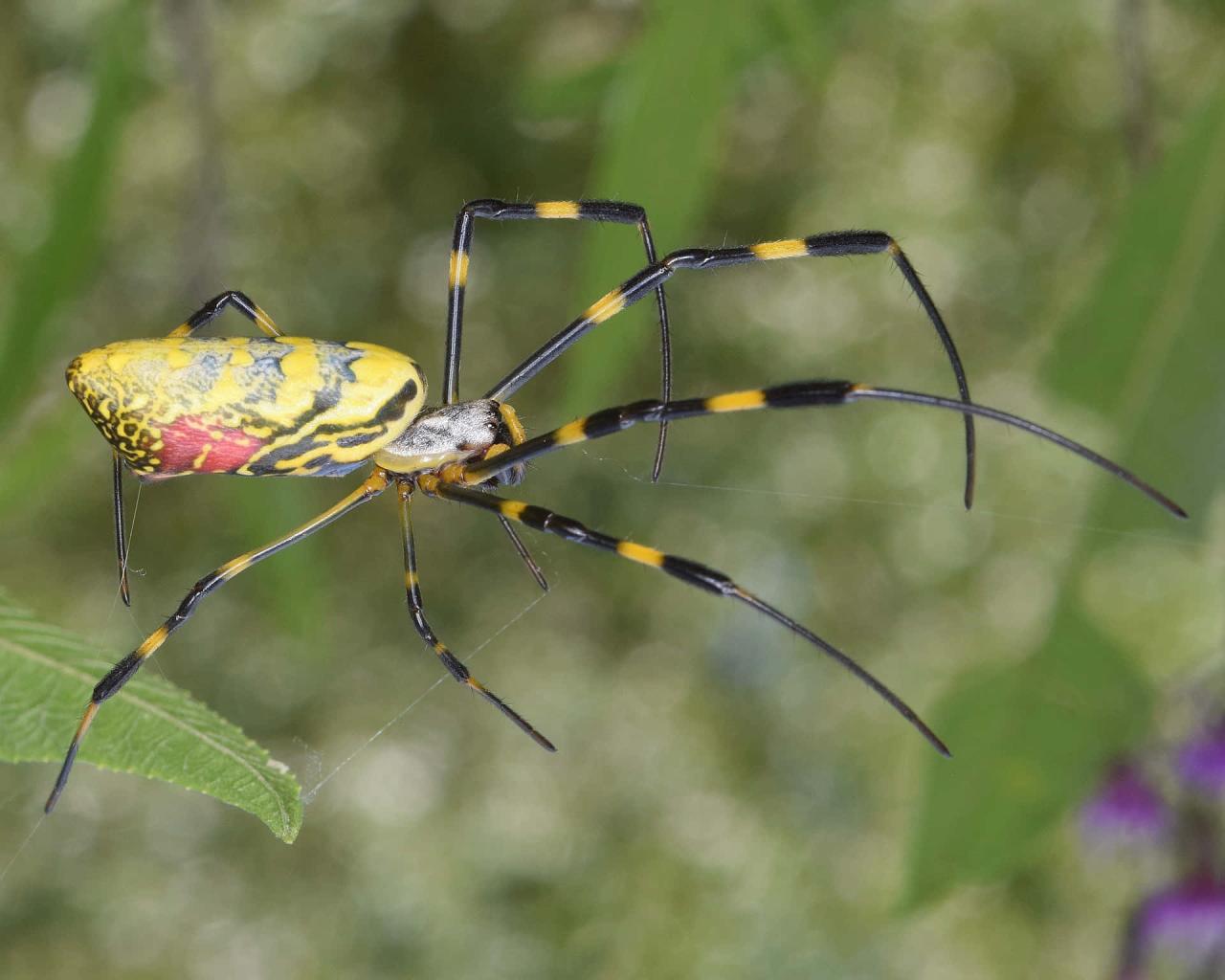 Spider | New Scientist